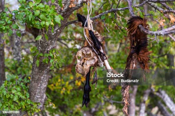 Dead Animal Skin And Bones Hanging In A Tree Stock Photo - Download Image  Now - Bizarre, Bone, Dead Animal - iStock