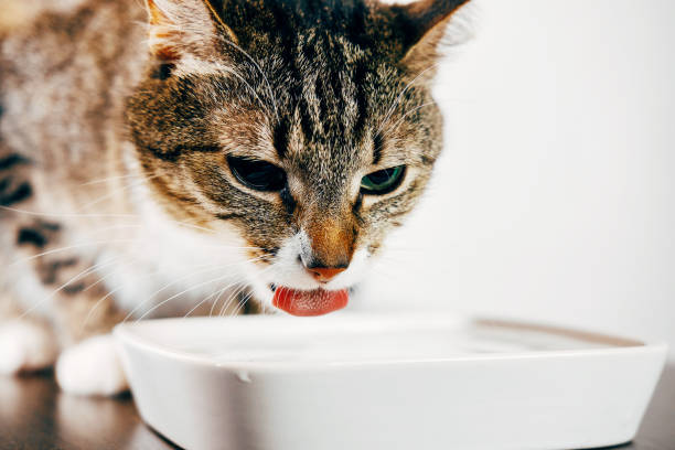 istock a striped cat drinks water from a plate, cat stuck out her tongue 1064893716