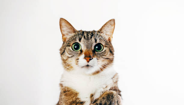 istock close-up portrait of a cat on a white background 1064893726