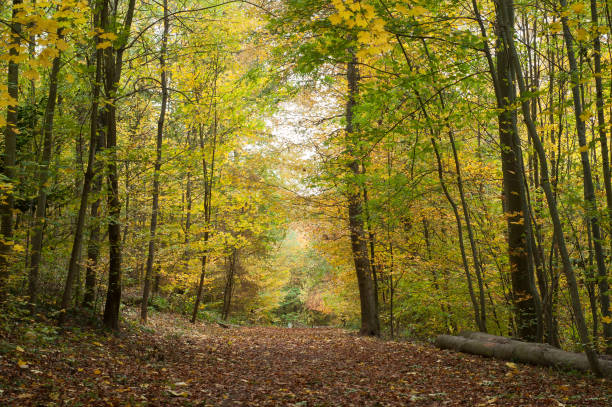 istock trees in the autumnal forest 1064895036