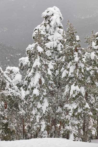 istock Snow winter landscape. Pine wood forest. Navacerrada, Spain 1064895430