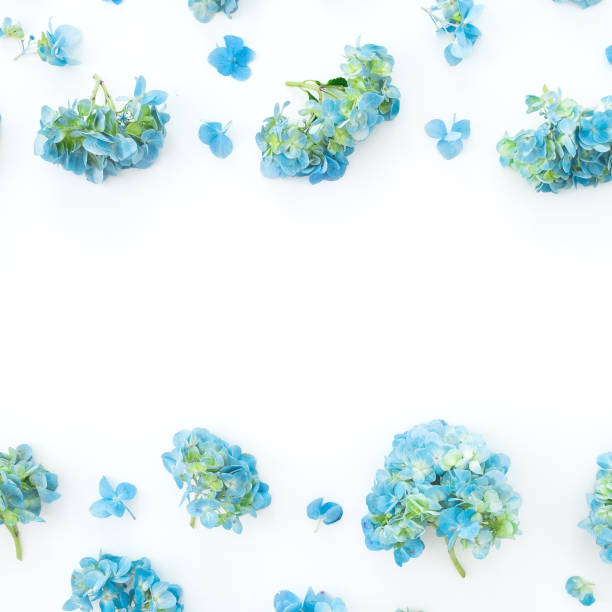 Floral frame of hydrangea flowers on white background. Flat lay, top view.