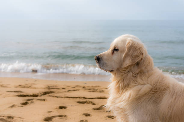 istock Golden Retriever on a Beach in Italy 1064895972