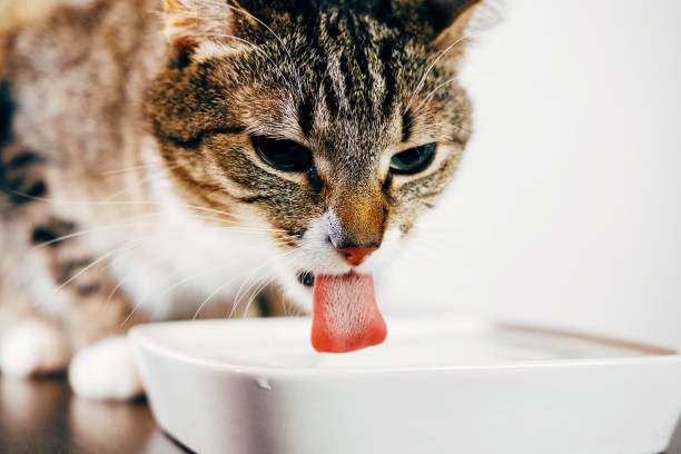 istock a striped cat drinks water from a plate, cat stuck out her tongue 1064897850