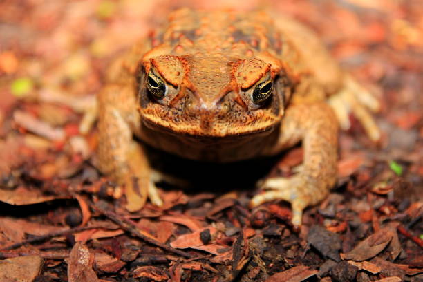 sapo-cururu na austrália - cane toad toad wildlife nature - fotografias e filmes do acervo