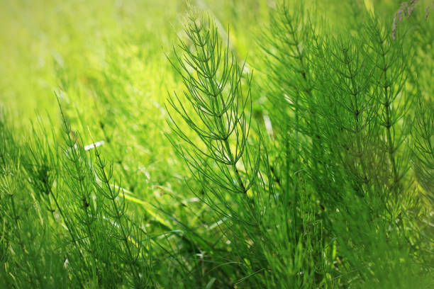 fondo de plantas silvestres - verde de cola de caballo o tolkachik o equisetum arvense. común cola de caballo en primavera - cola de caballo fotografías e imágenes de stock