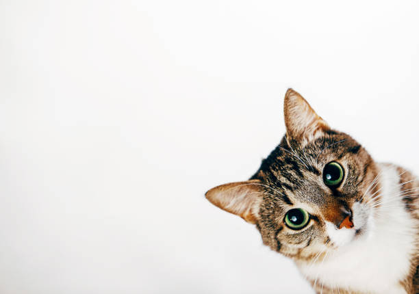 istock the cat looks out, cat on white background peeks around the corner 1064901108