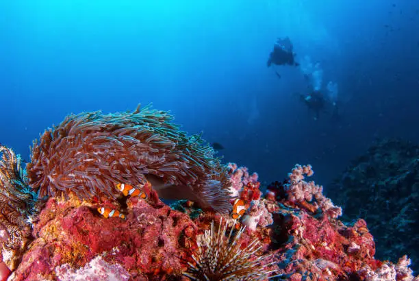 Clown fish in sea anemone rocks under the blue sea and vibrant colors of corals and Scuba Diver backdrop, Scubadiving Underwater seascape concept.
