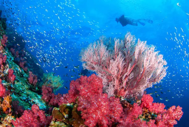 Wonderful underwater world with seafan and vibrant colors of corals and Scuba Diver backdrop, Scubadiving Underwater seascape concept.