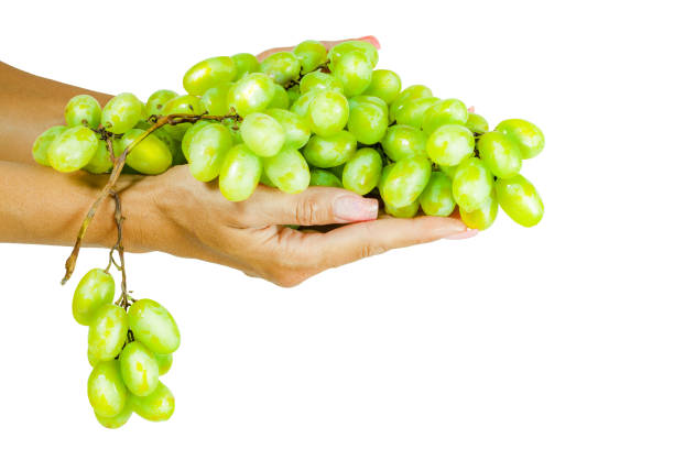 cacho de uvas na mão da mulher - foto de acervo