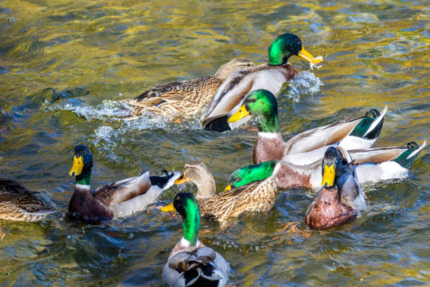 istock image wild ducks swim around the pond in the park 1064907402