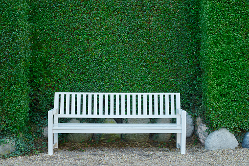 Bench with no people in front of big green hedge, standing on gravel.