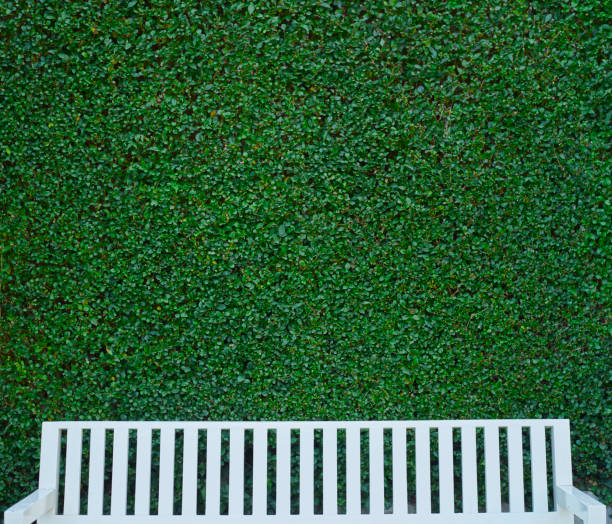 Background image with bench in front of a big green hedge. Clean shapes with simplicity