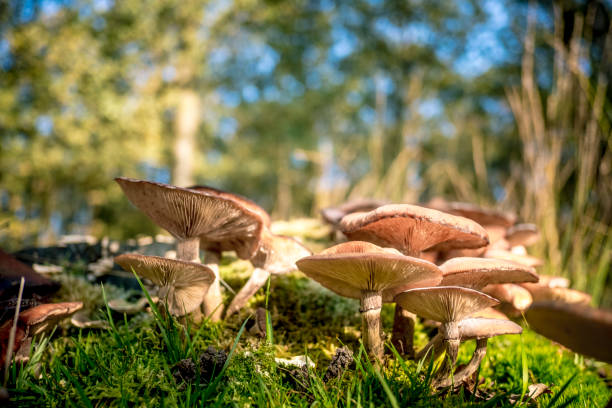 Mushrooms in the forest during a beautiful fall day stock photo