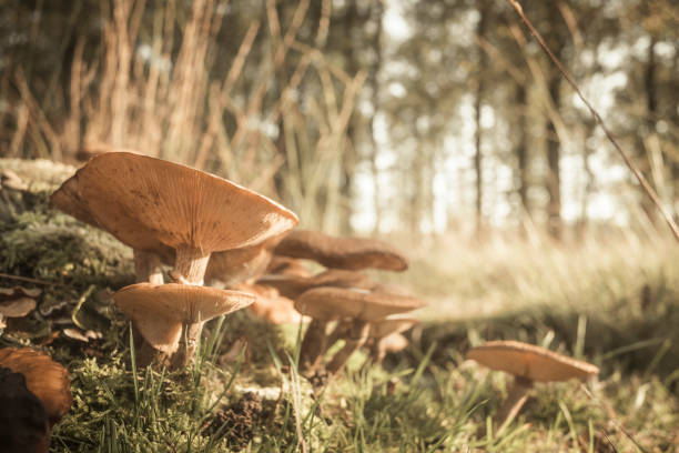 Mushrooms in the forest during a beautiful fall day in the national park Dwingelderveld in Drenthe, the Netherlands.