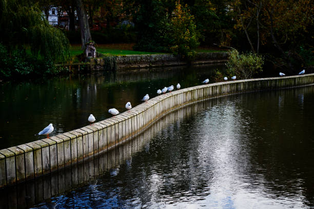 Background with seagulls sitting in row on a tree dam, separating the river. The picture is shot in a public park, the park is visible in the background of the picture.