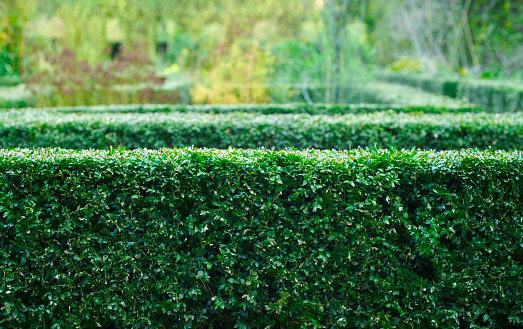 Close-up on green hedge background image. shallow field of depth