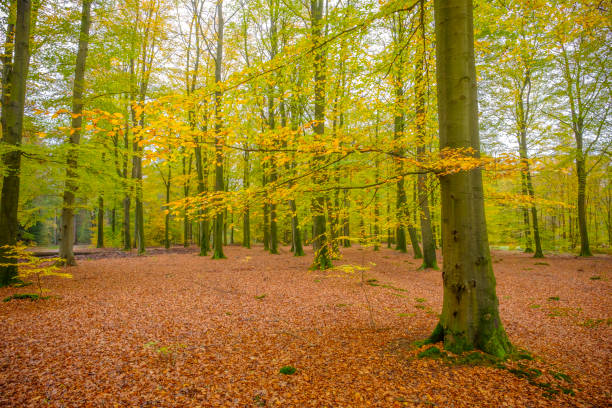 istock Golden Beech trees in a forest during an autumn afternoon 1064911876