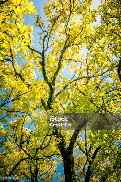 Upwards Shot Of Golden Or Yellow Leaves On A Golden Ash Tree Stock Photo - Download Image Now