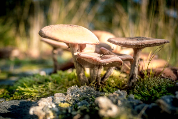 istock Mushrooms in the forest during a beautiful fall day 1064911932