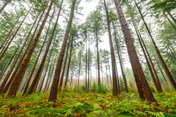 istock Pine trees in a forest during a foggy day 1064912370