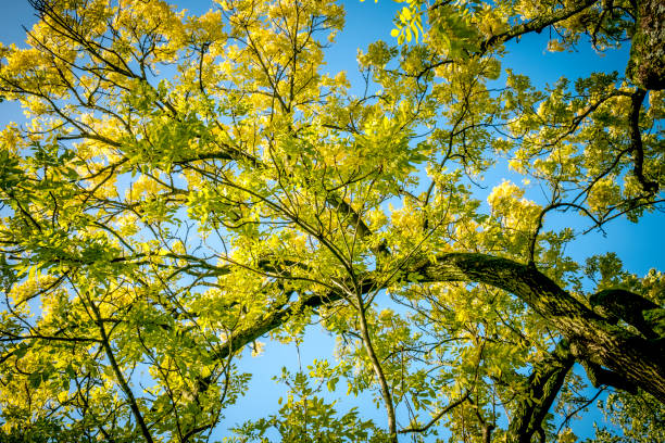 Upwards shot of golden or yellow leaves on a Golden Ash tree Upwards shot of golden or yellow leaves on a Fraxinus excelsior 'Jaspidea' (Golden Ash) tree. Clear blue sky in the background. fraxinus excelsior jaspidea stock pictures, royalty-free photos & images