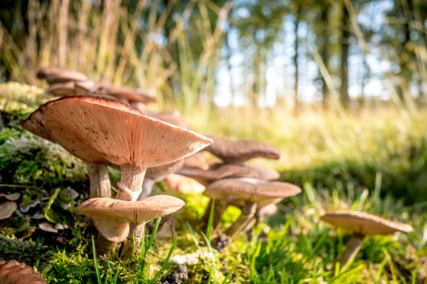istock Mushrooms in the forest during a beautiful fall day 1064913966