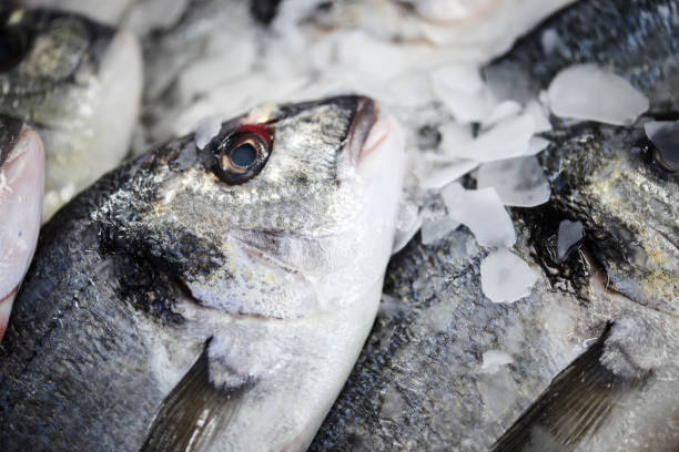 istock Fresh fish and shrimps in a fishshop 1064914110
