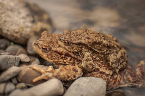 istock Frog in natural conditions 1064914412
