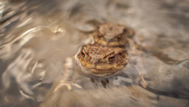 istock Frog in natural conditions 1064914898