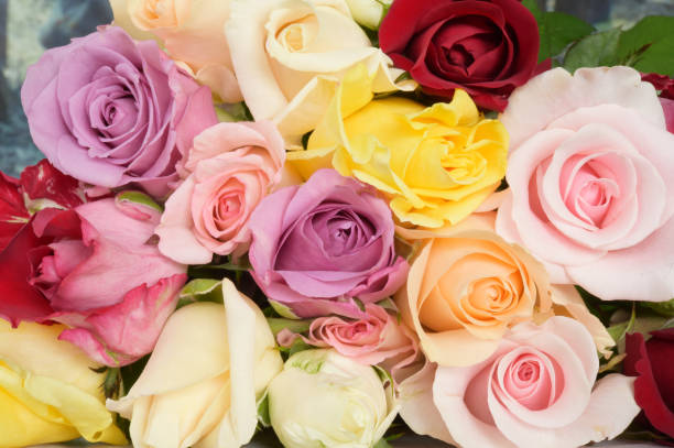 istock close up of colorful rose 1064915978