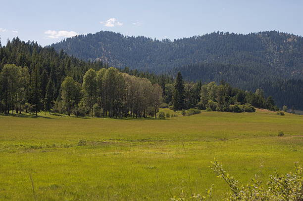 Country Meadow in the Summer stock photo