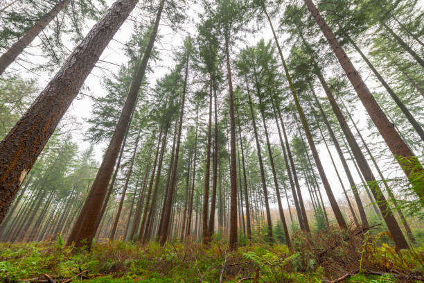 Pine trees in a forest during a foggy day at the beginning of winter in the Speulder- and Sprielderforest in the Veluwe nature reserve in Gelderland, The Netherlands.