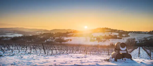 Vineyards rows covered by snow in winter at sunset and barrels of wine. Chianti region countryside, Siena, Tuscany, Italy