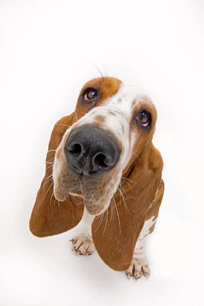 Basset Hound looking up  basset hound stock pictures, royalty-free photos & images