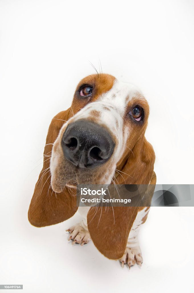 Basset olhando para cima - Royalty-free Cão Foto de stock