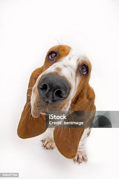 Basset Olhando Para Cima - Fotografias de stock e mais imagens de Cão - Cão, Basset, Olhar para Cima