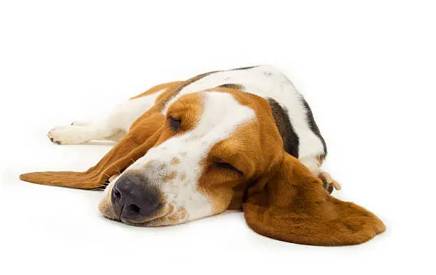 Photo of Sleepy basset hound laying on a white surface