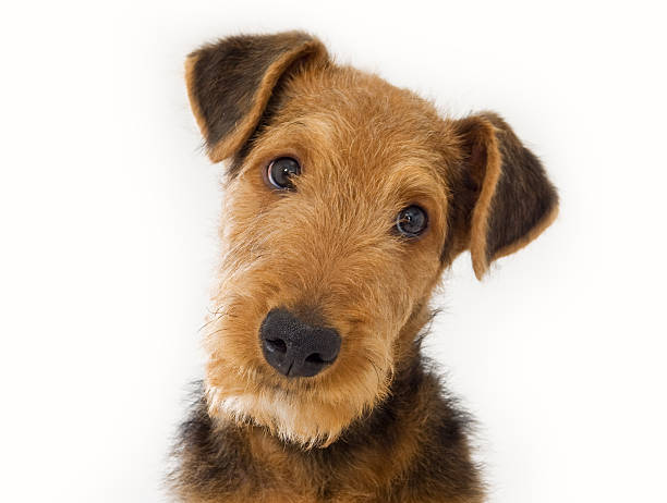 Airedale Terrier  airedale terrier stock pictures, royalty-free photos & images