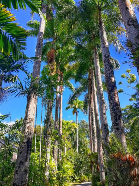 rzędy palm - tropical tree clear sky southern california san diego california zdjęcia i obrazy z banku zdjęć