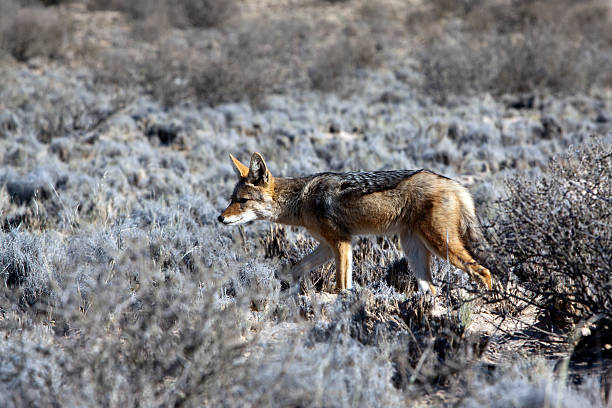 istock Jackal in the Kgalagadi Transfrontier Park 106492168