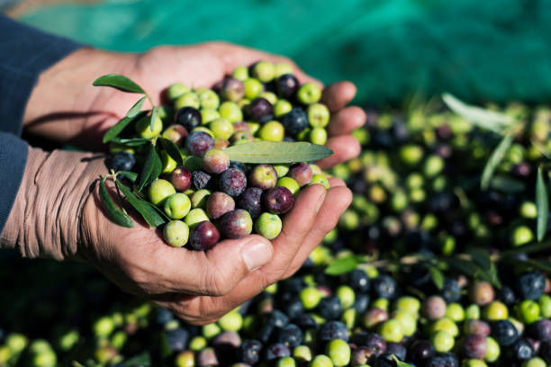 istock harvesting olives in Spain 1064923458