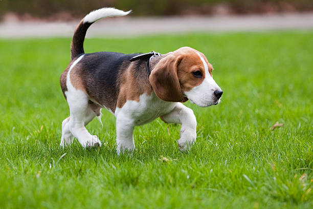 istock Beagle dog on green grass 106492350
