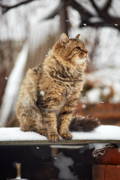 istock looking up siberian cat in winter 1064923786