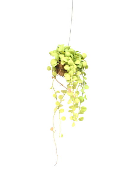 istock green plant hanging isolated collection on white background 1064924032