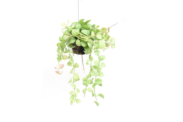 istock green plant hanging isolated collection on white background 1064924052