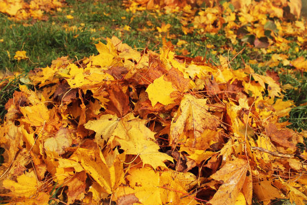 istock Pile of fallen leaves in autumn park. Fall background 1064924330