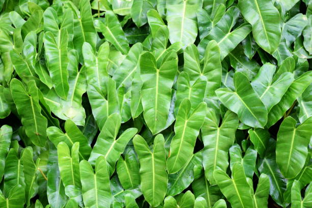 istock close up tropical nature green leaf texture background 1064925696