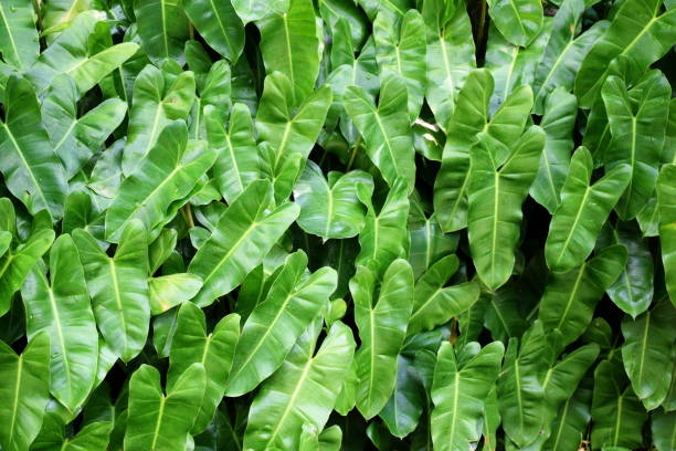 istock close up tropical nature green leaf texture background 1064926064