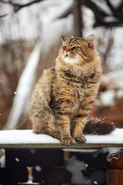 istock smelling siberian cat in winter 1064928844